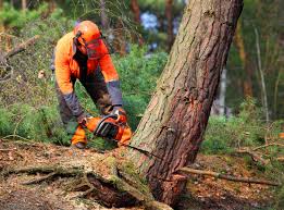 Mulching Services in Cross Roads, TX